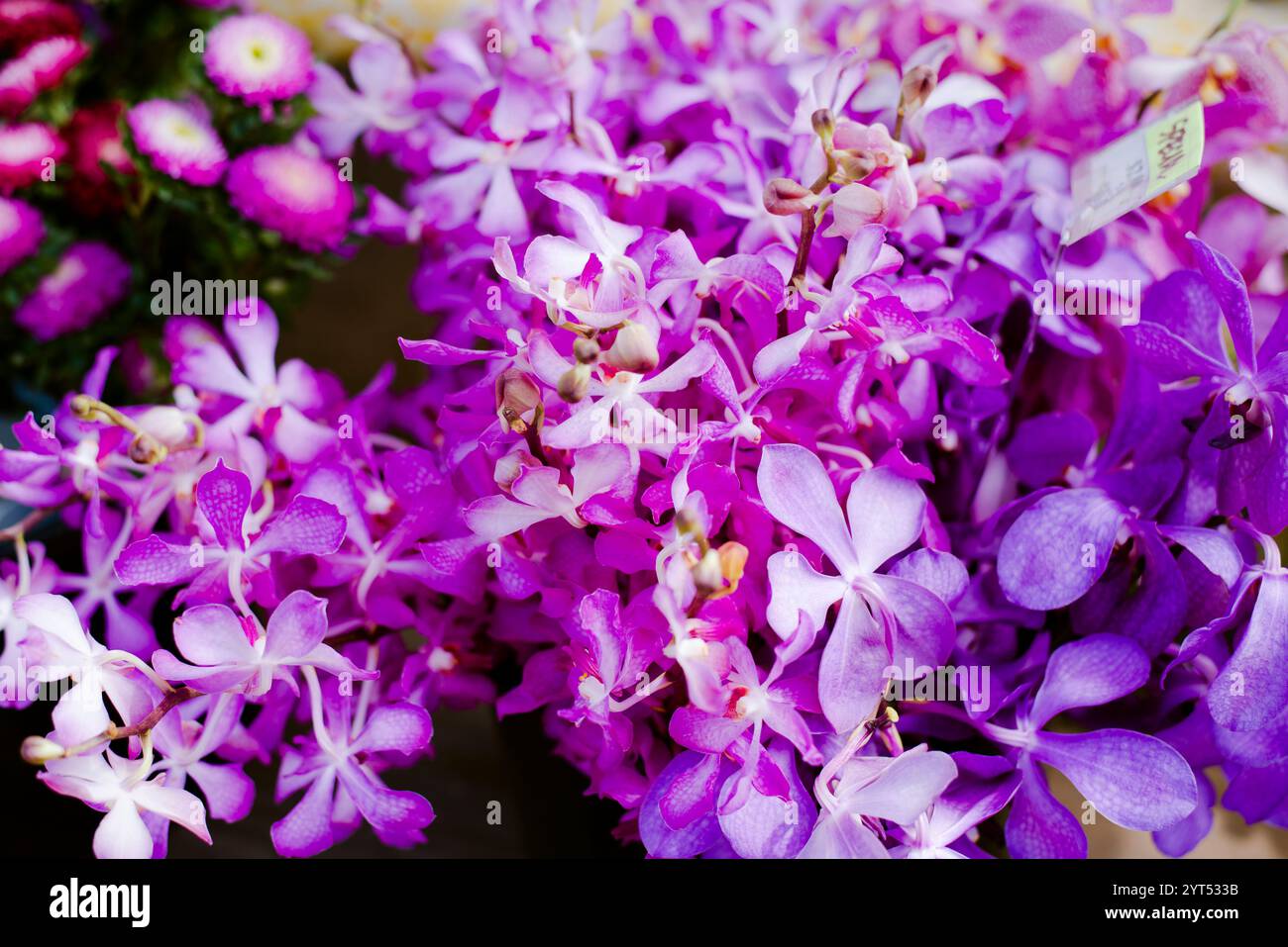 Purple hawaii flowers hi-res stock photography and images - Alamy