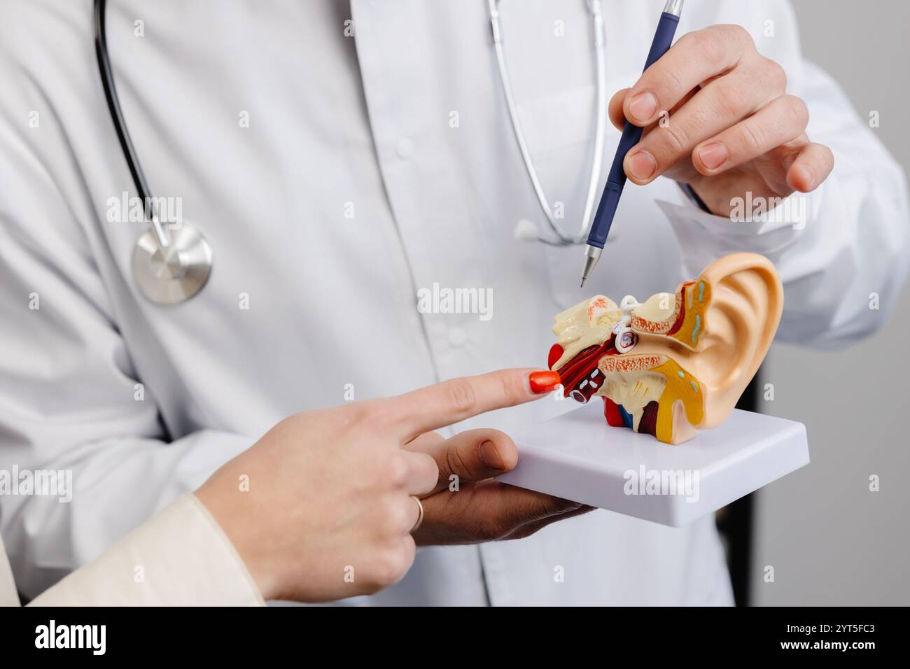 A young attractive otolaryngologist doctor shows a mock-up of an ear ...
