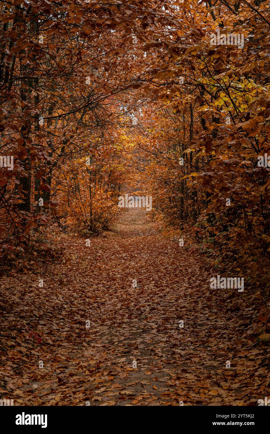 Discover the beauty of autumn by exploring this golden forest path ...