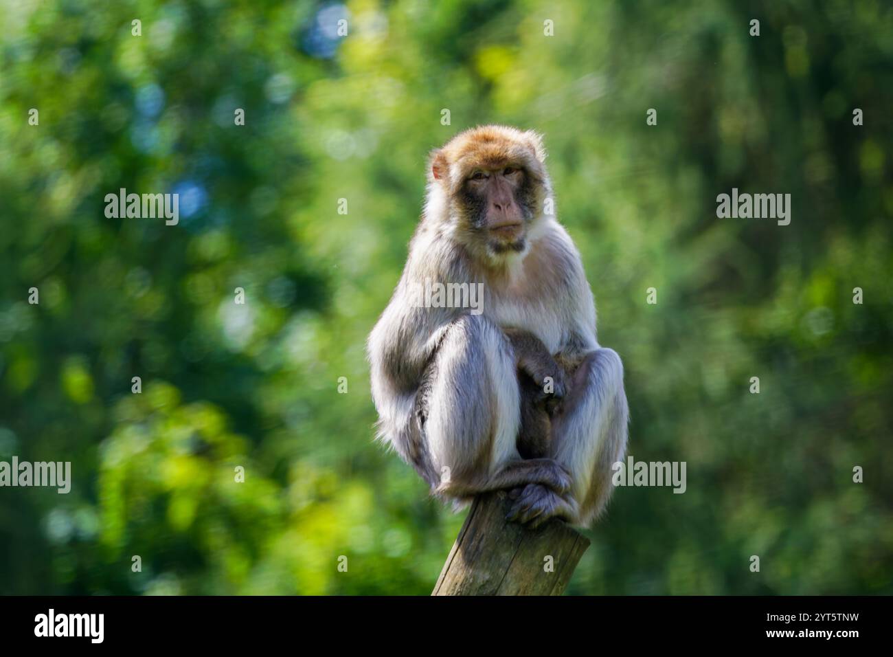 Monkey on pole hi-res stock photography and images - Alamy Monkey on pole hi-res stock photography and images - Alamy