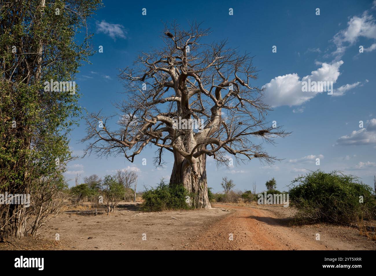 African baobab, Adansonia digitata, South Luangwa National Park, Mfuwe ...