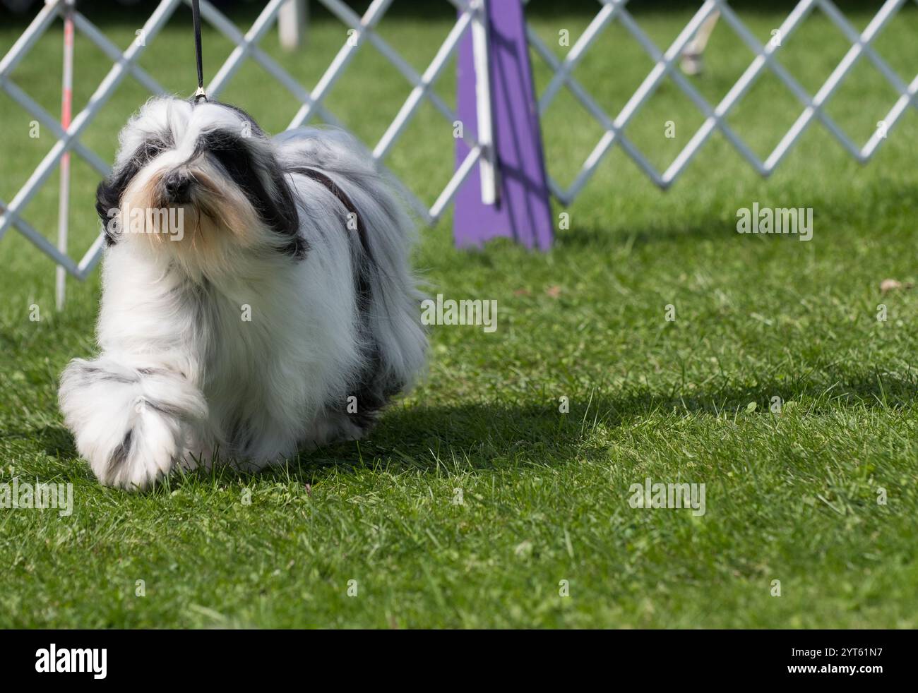 Tibetan Terrier dog walking on exhibit in dog show ring Stock Photo