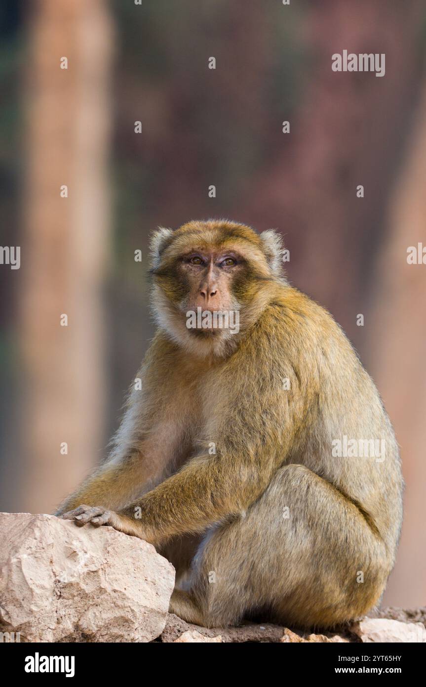Macacca sylvanus adult in font of the Azrou waterfalls, the tallest in ...