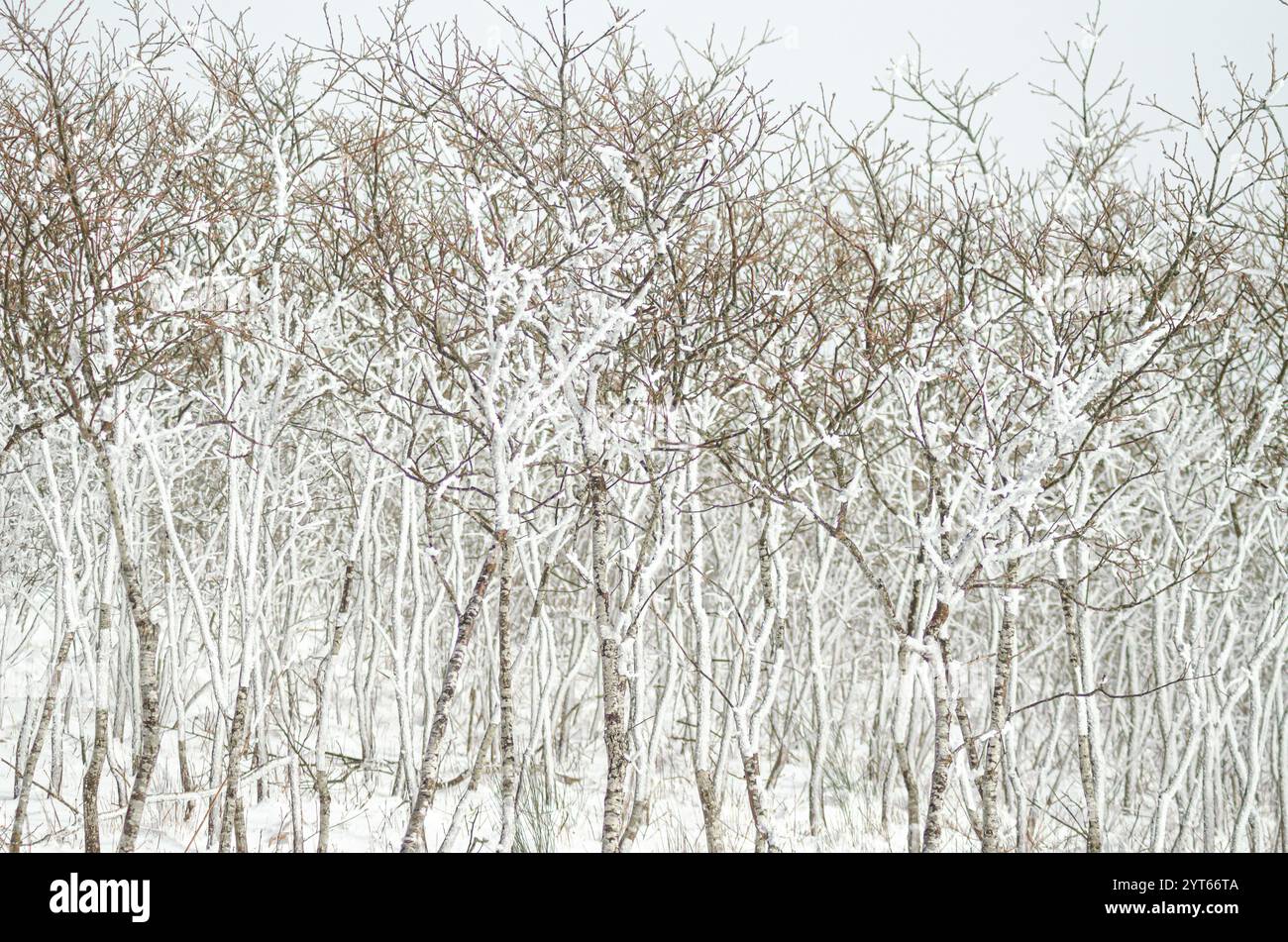 forest of small oak trees covered with snow in winter, cold background ...