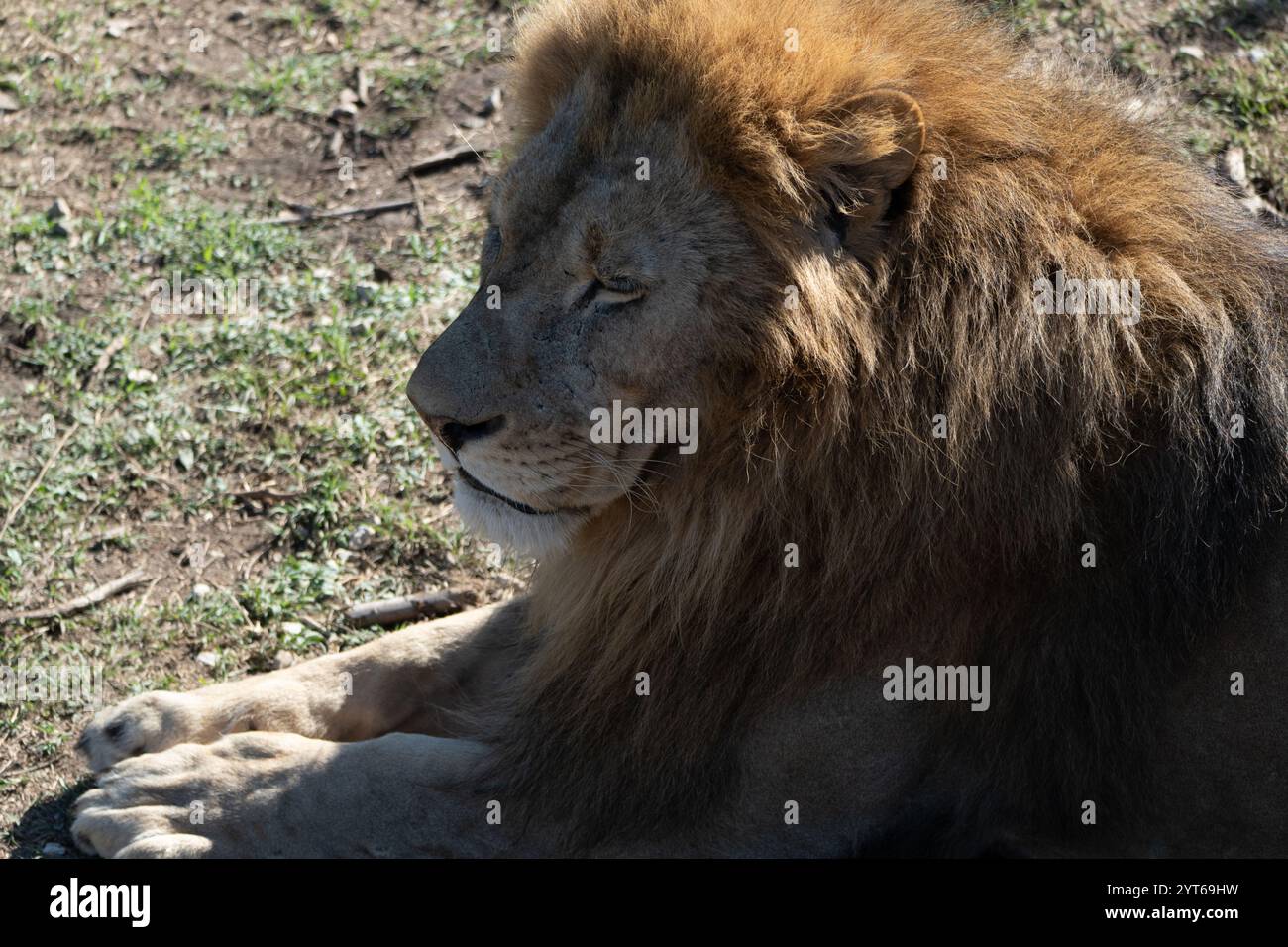 Lion, Grass, Resting - Male lion resting in the grass during the day. Stock Photo