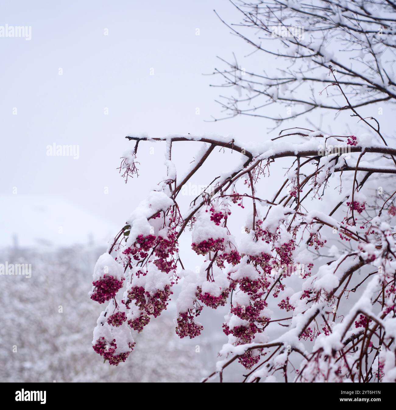 Rowan tree winter hi-res stock photography and images - Alamy