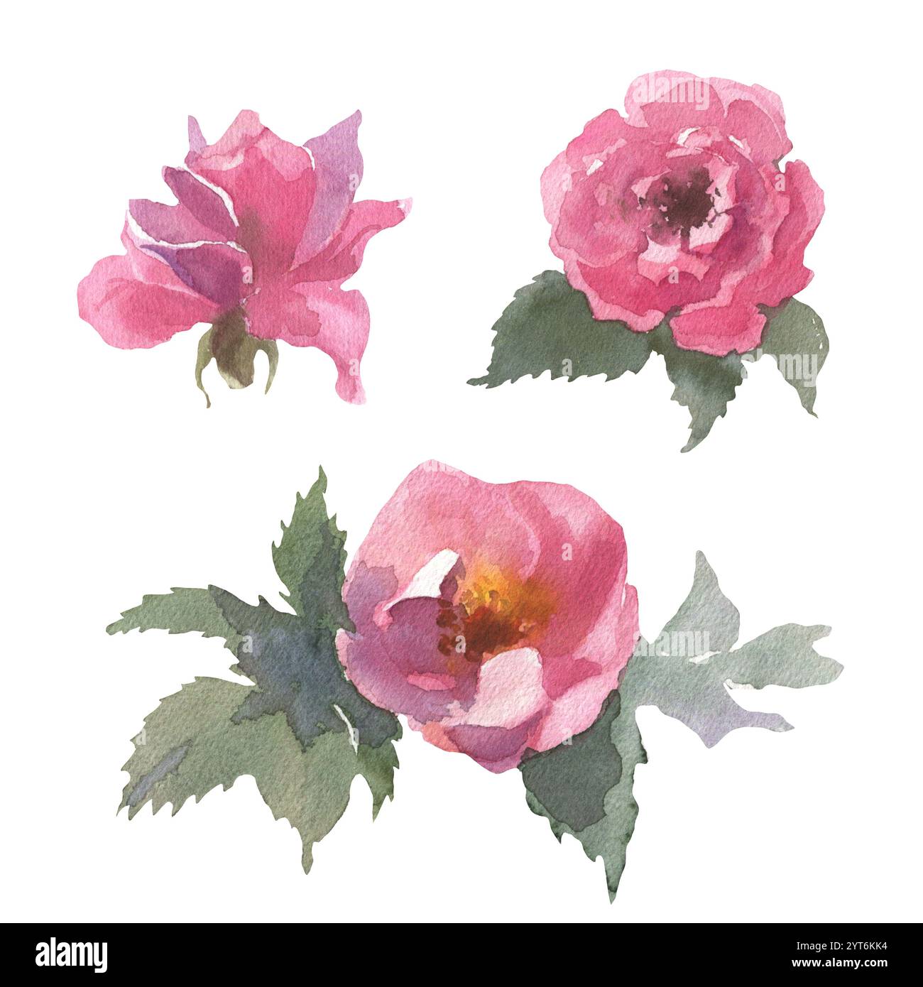 Watercolor wild flowers on a white background. Dog rose. Rose hip ...