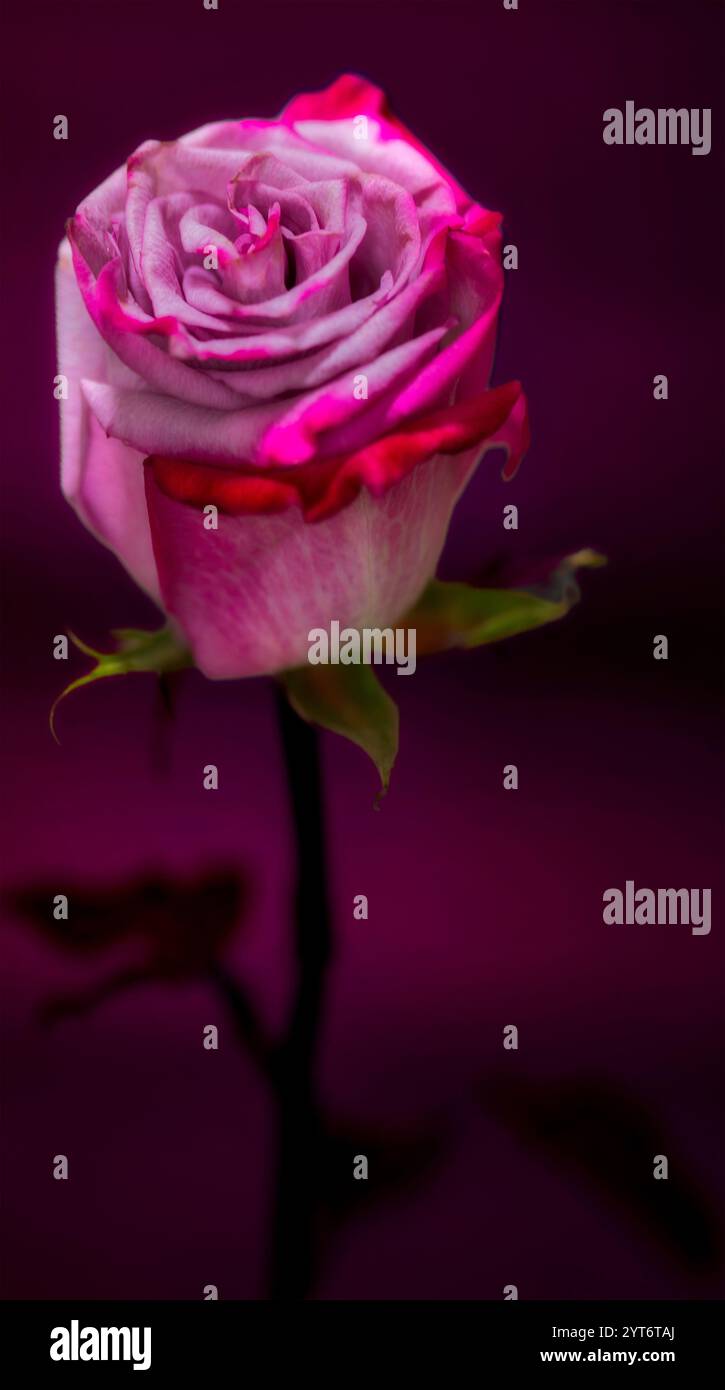 Deep purple hues hi-res stock photography and images - Alamy