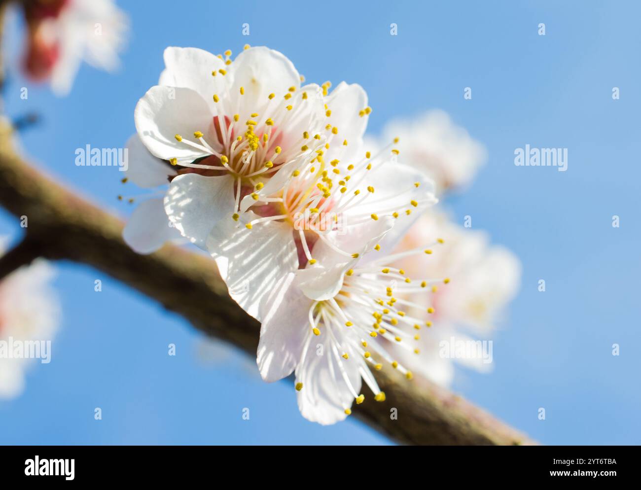 White Blossoms on Tree Branch Against a Clear Blue Sky Background Stock ...