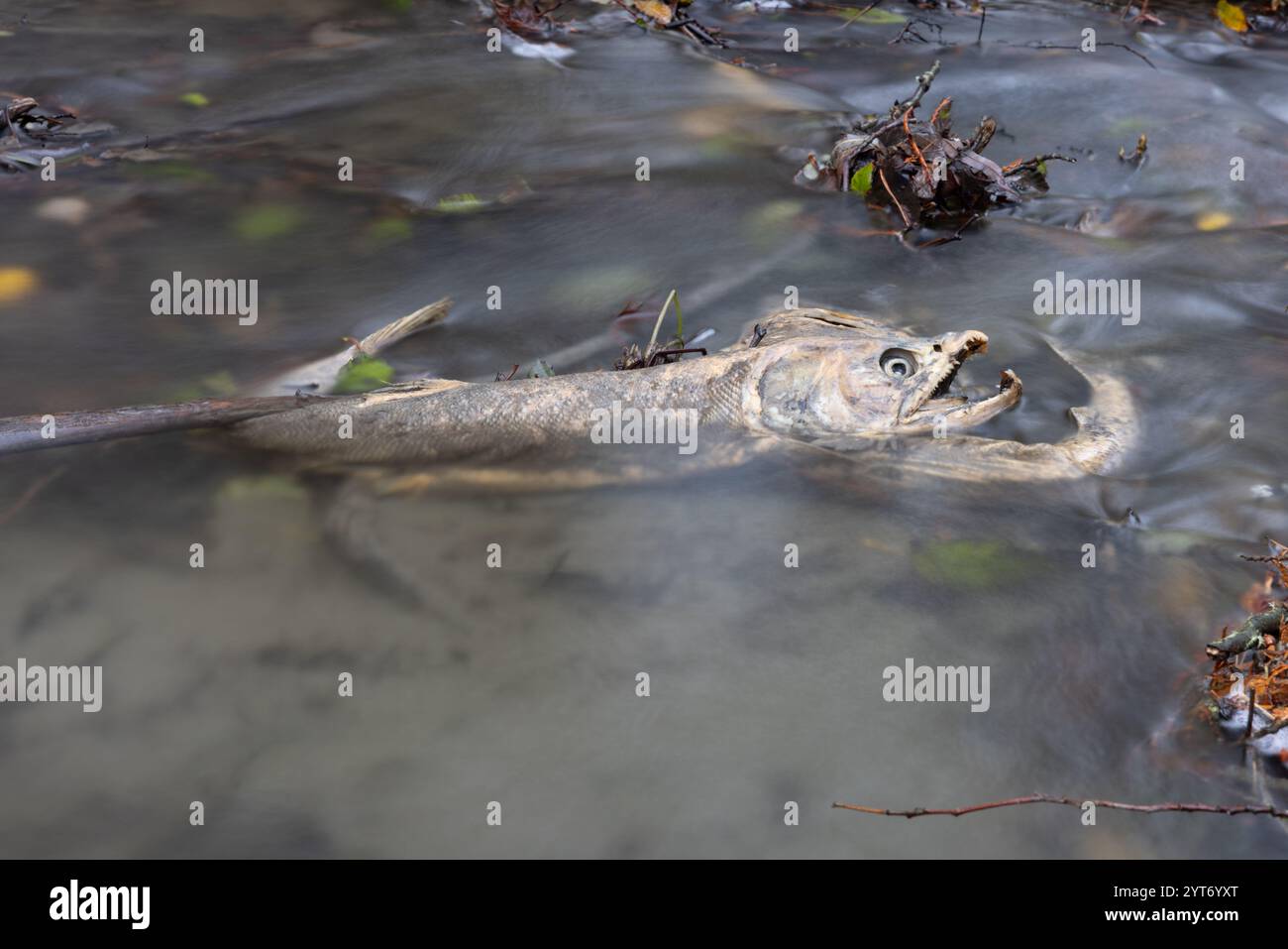 A dead Coho Salmon at the end of its lifespan Stock Photo