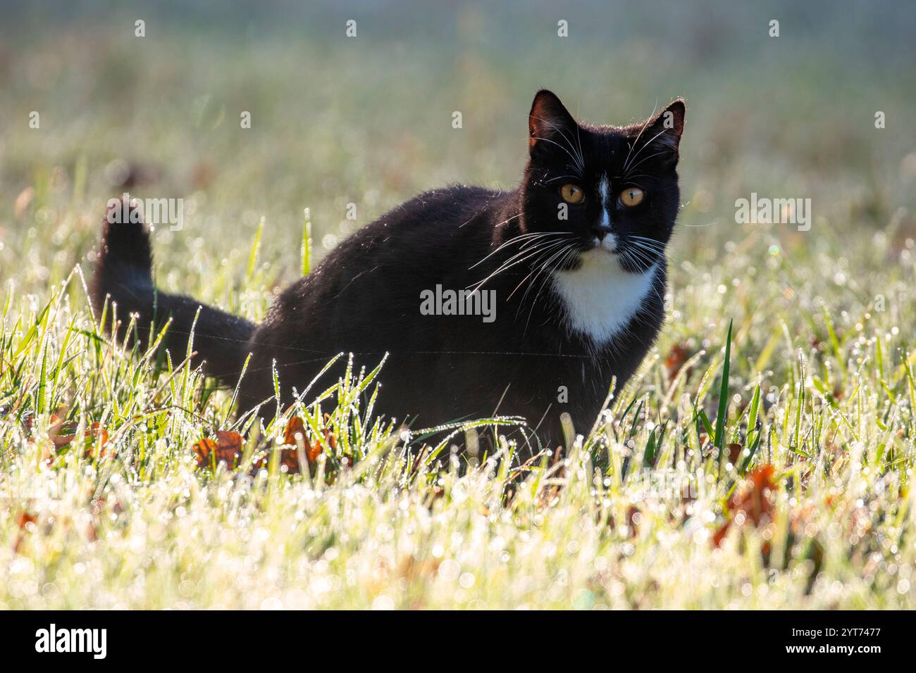 Black and white cat in a meadow in the morning dew with backlighting Stock Photo