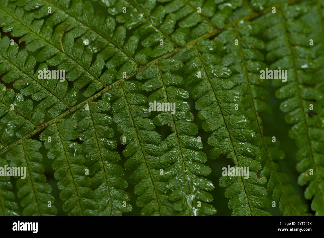 Extreme close up green fern hi-res stock photography and images - Alamy