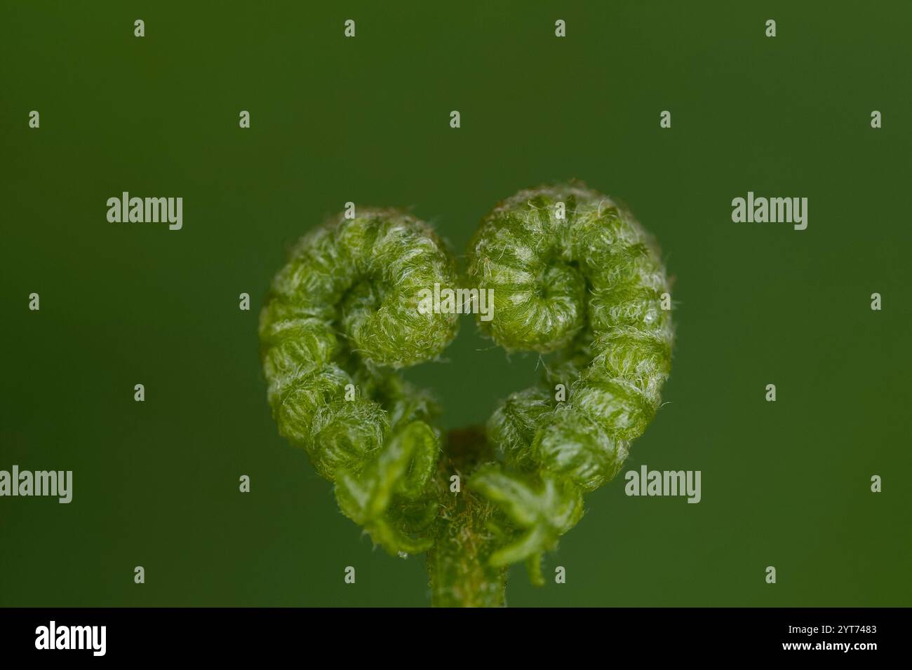 Fern leaves heart hi-res stock photography and images - Alamy