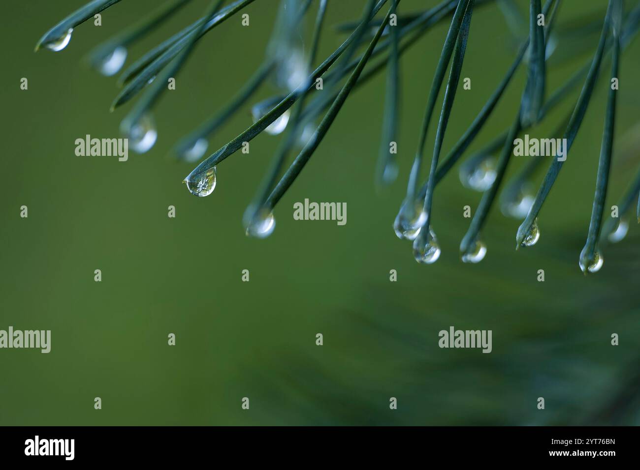Water droplets on pine needles, Germany Stock Photo