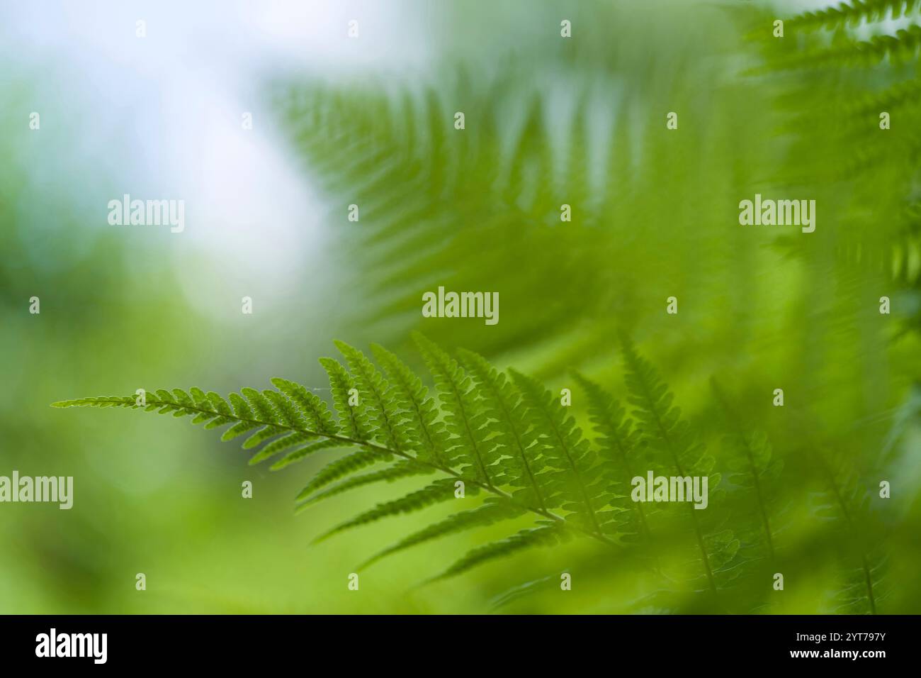 Young, light green fern fronds, close-up Stock Photo