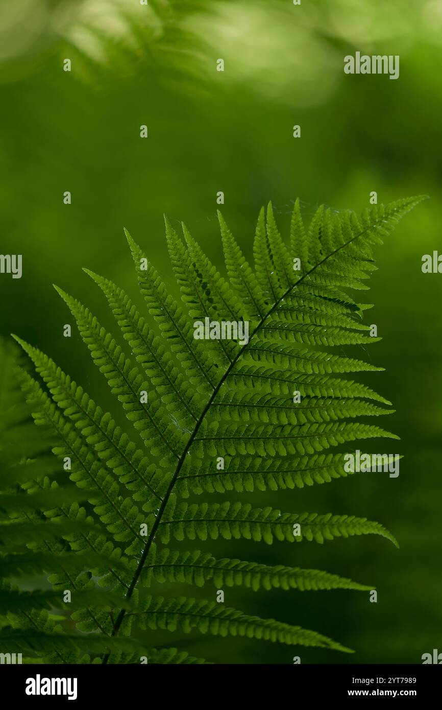 Pinnate fern frond hi-res stock photography and images - Alamy