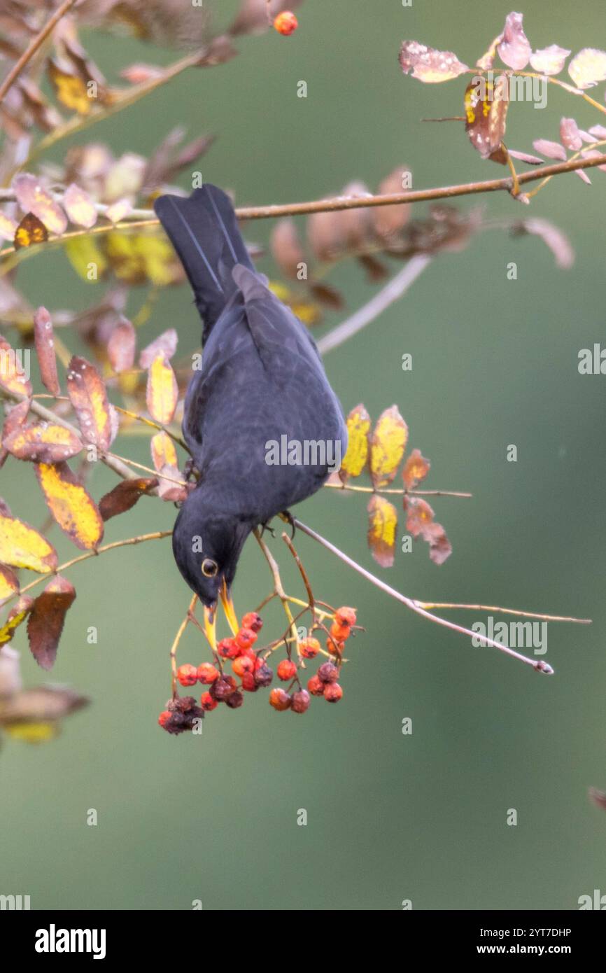 Autumn, blackbird eats rowan berries Stock Photo