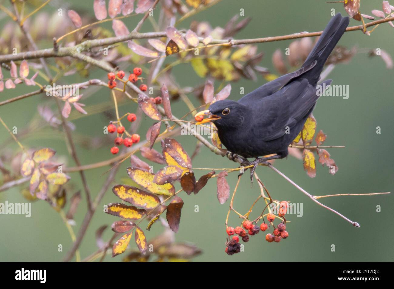 Autumn, blackbird eats rowan berries Stock Photo