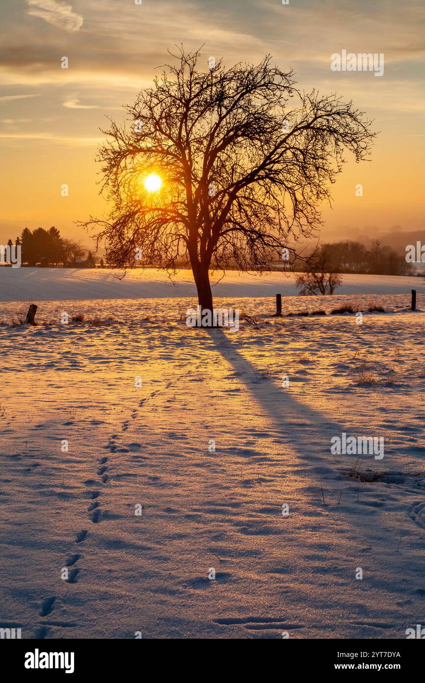 Landscape tree hi-res stock photography and images - Alamy