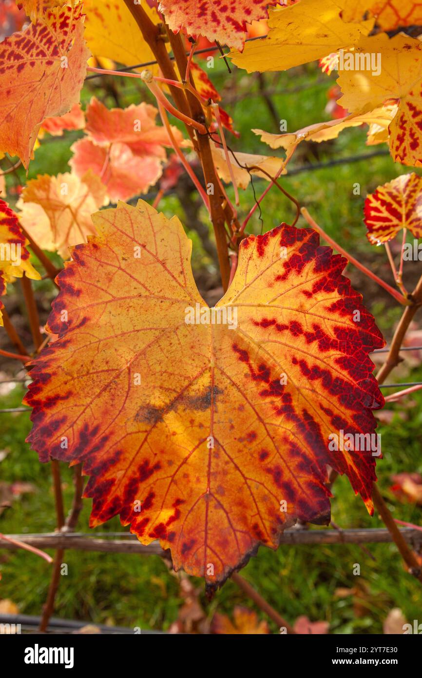 Autumn in the vineyard, vine, discolored leaves Stock Photo