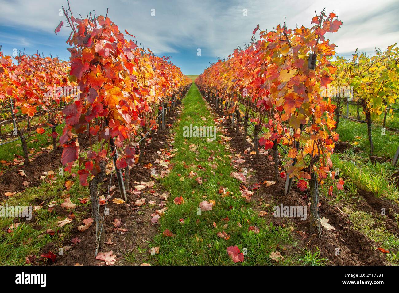 Autumn in the vineyard, vine, discolored leaves Stock Photo