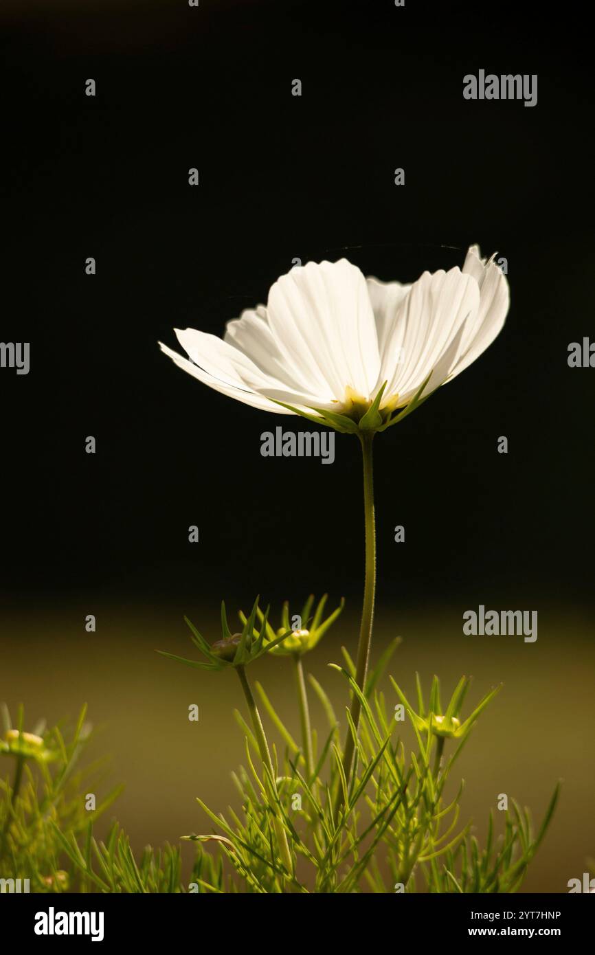 White cosmos hi-res stock photography and images - Alamy
