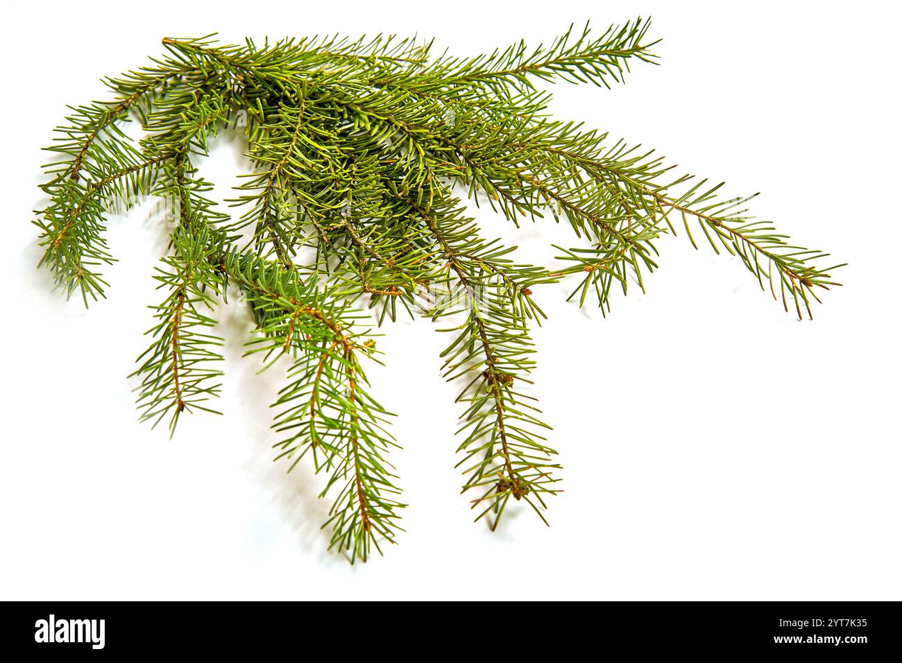 A lush green branch of a Christmas tree on an isolated white background ...