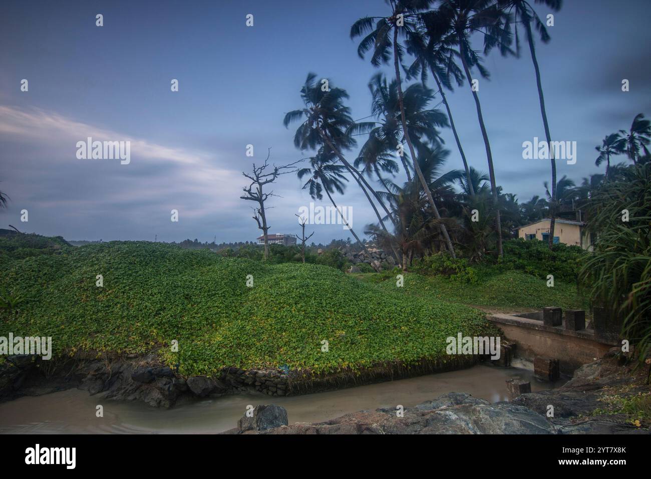 Beach with plamen and vegetation, view of the sea in the evening at sunset. Landscape with clouds in Induruwa, Bentota Beach, Sri Lanka, India, Asia Stock Photo