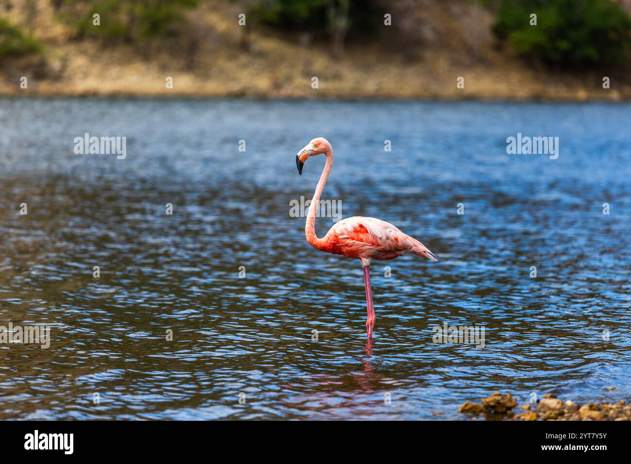 Flamingo in the water Stock Photo