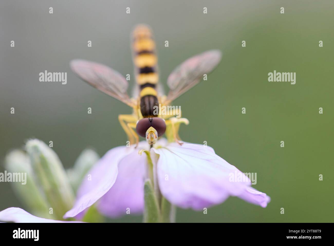 Hoverfly, Common Long-bellied Hoverfly, Sphaerophoria scripta Stock Photo
