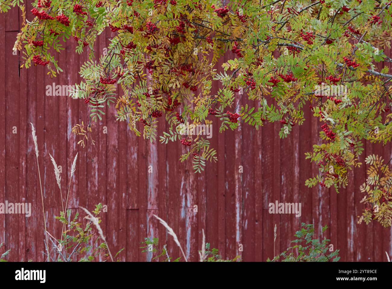 rowan tree, hut, Finland Stock Photo