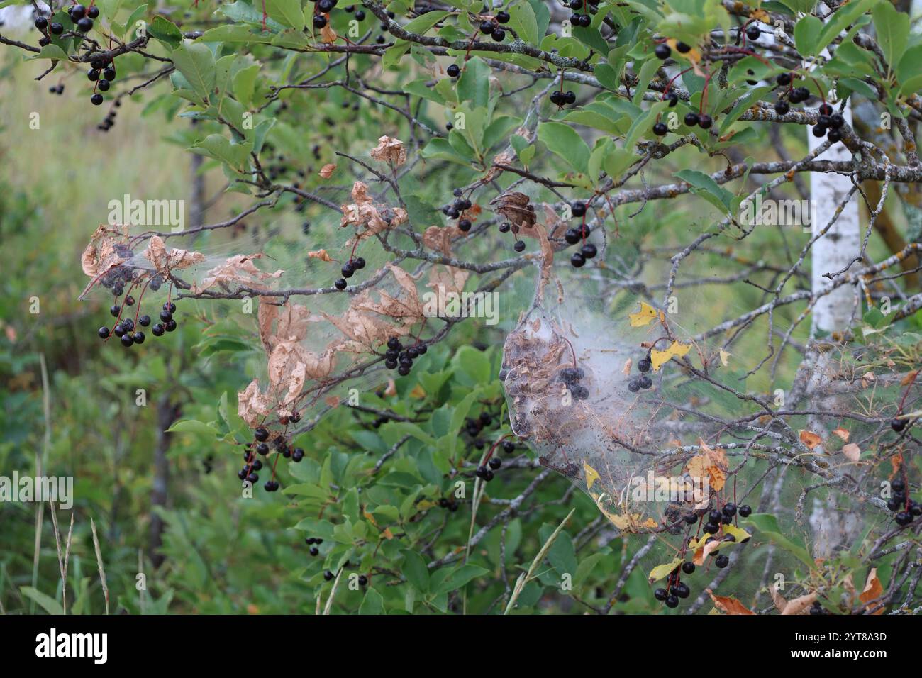 close-up large array of webs on a tree Stock Photo