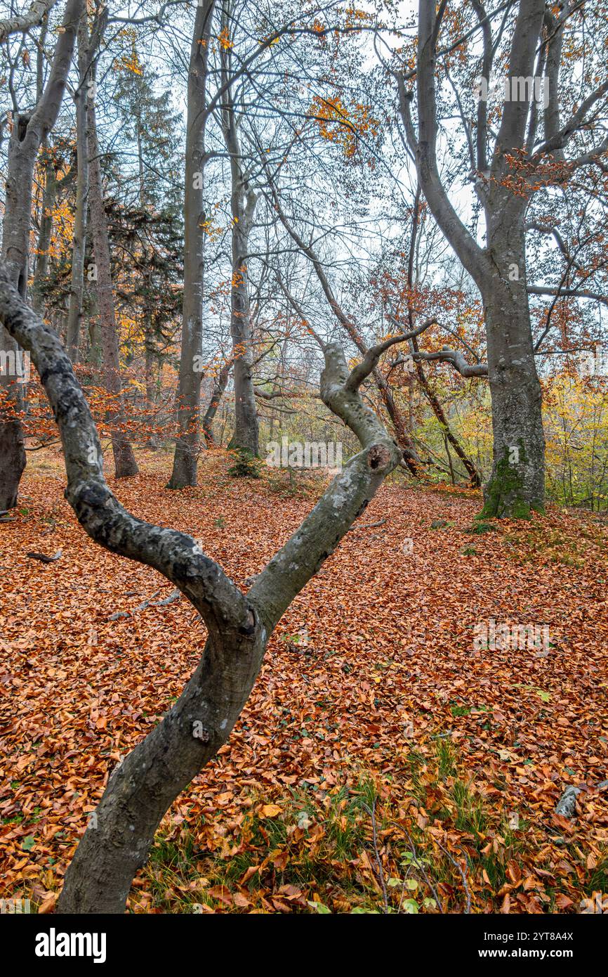 Foggy fall forest hi-res stock photography and images - Alamy