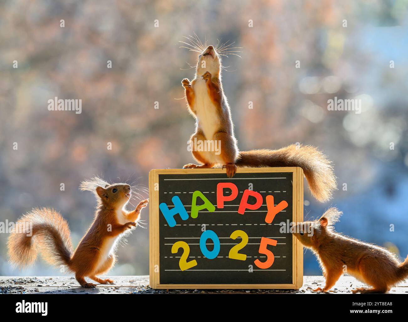 Red Squirrels: A Seasonal Delight