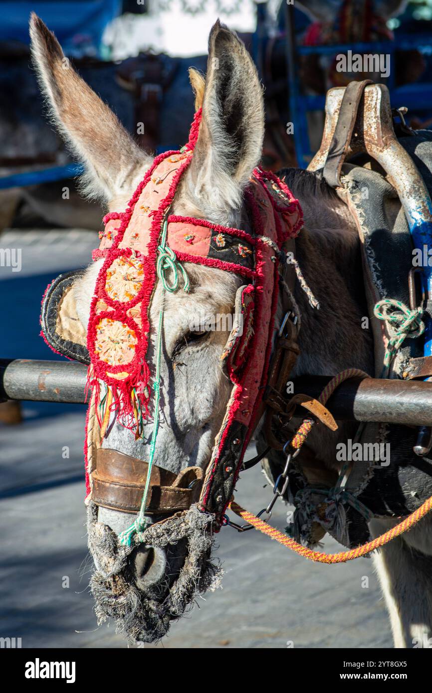 MIJAS, SPAIN - JULY 7, 2024: Donkey taxi. The donkey rides began in the ...