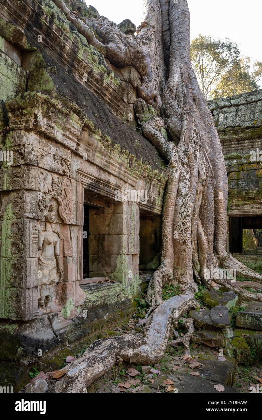 Ruins of the Ta Prohm temple complex, near Angkor Wat complex, Siem Reap, Cambodia Stock Photo