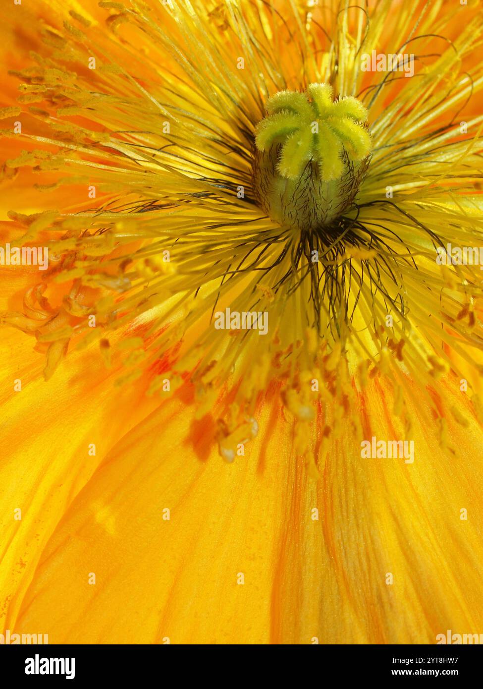 Pistil poppy papaver detail flower hi-res stock photography and images ...