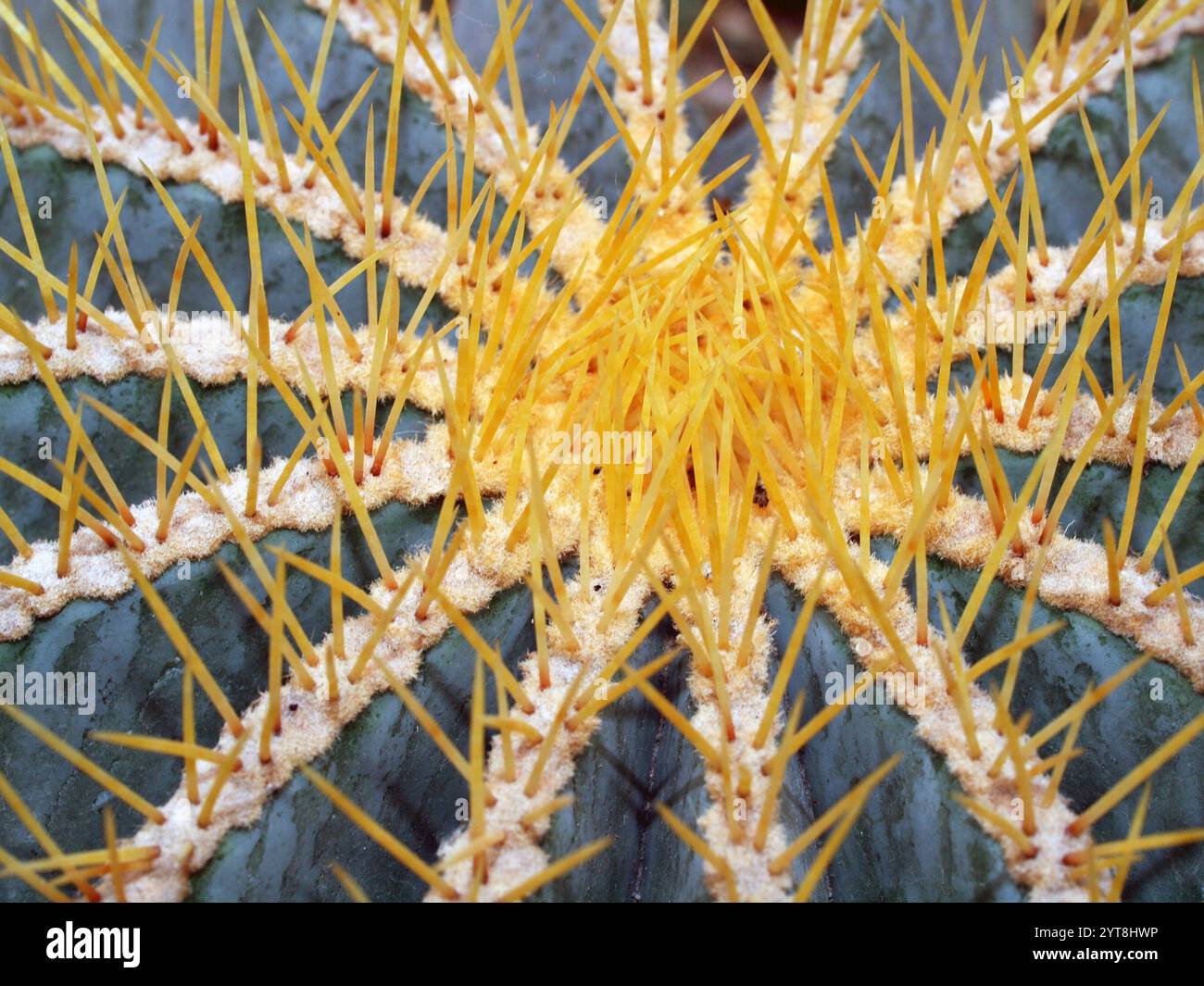 Spherical cactus with spines, macro shot Stock Photo