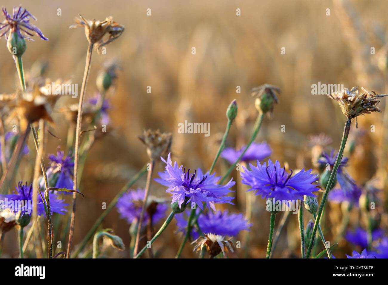 Field wheat cornflowers in hi-res stock photography and images - Alamy