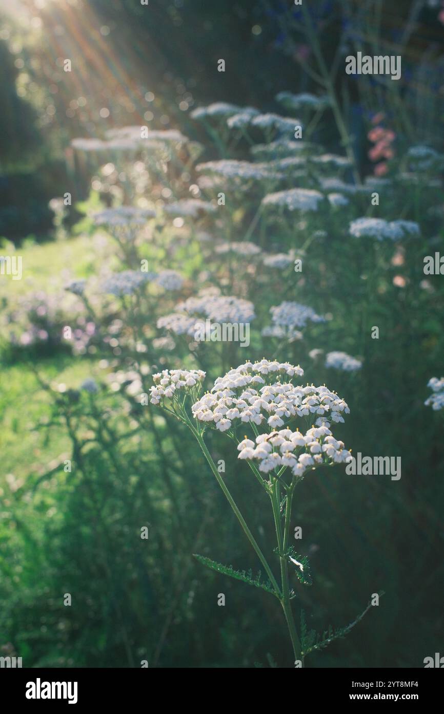 Ethereal beauty of wildflowers hi-res stock photography and images - Alamy