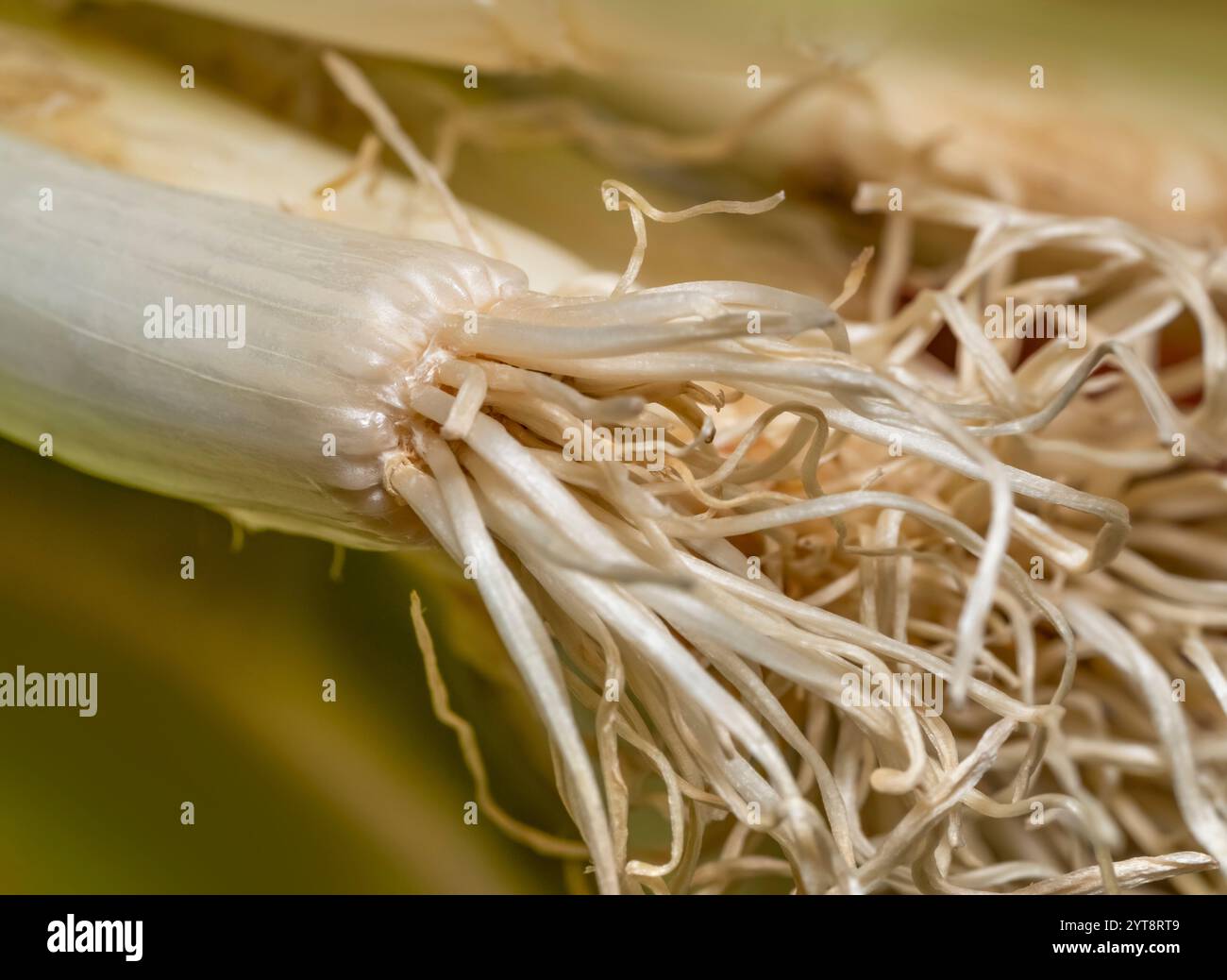 Detail shot showing welsh onion roots Stock Photo