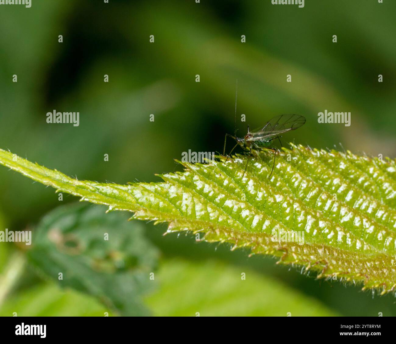 Winged Aphi Winged aphid hi-res stock photography and images - Alamy