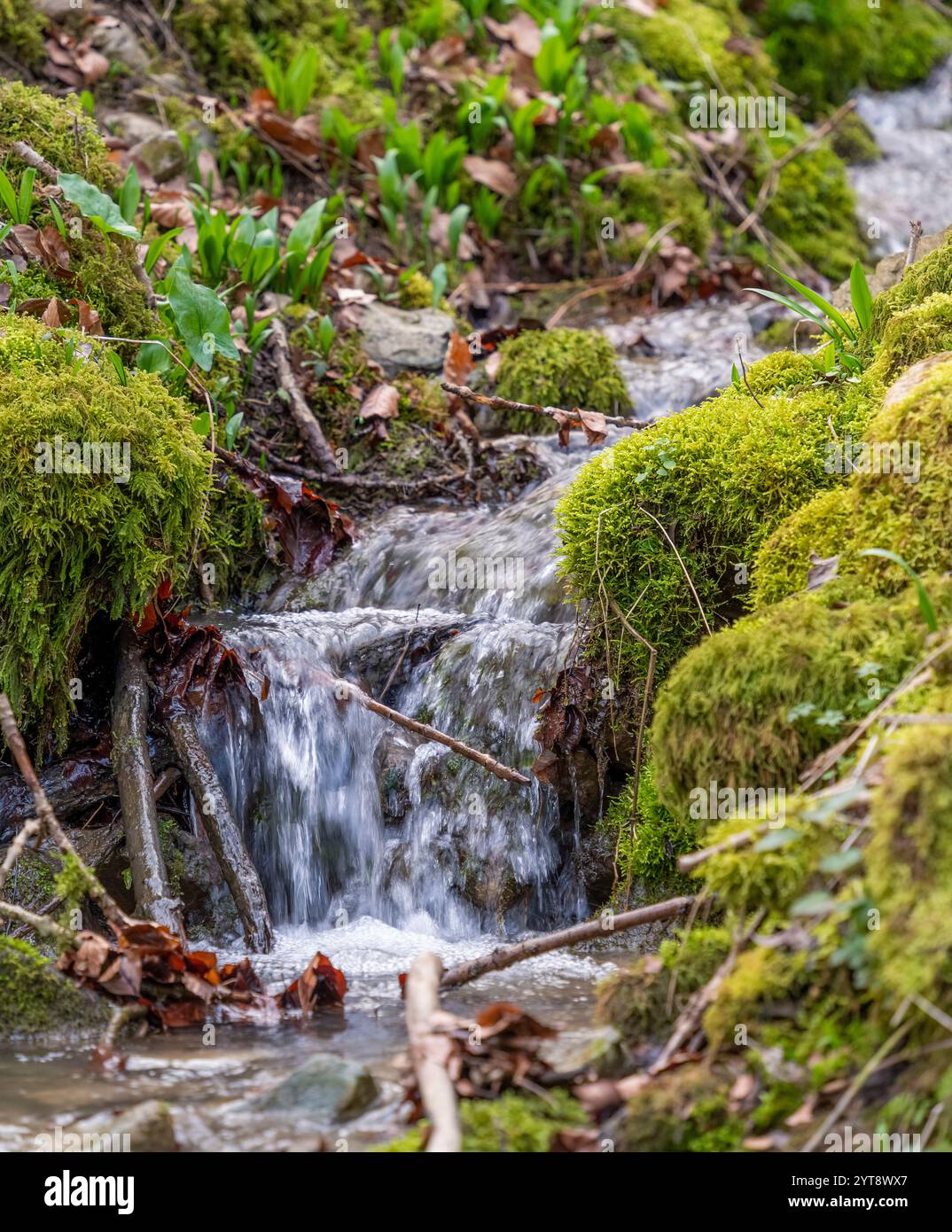 Closeup shot wild garlic hi-res stock photography and images - Alamy