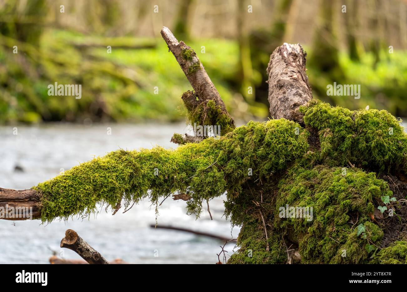 Stub moss in river hi-res stock photography and images - Alamy