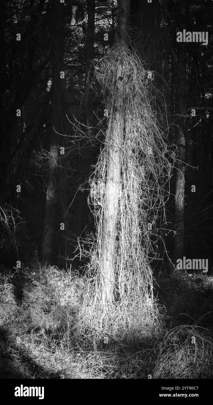 Sunlit tree in wood Black and White Stock Photos & Images - Alamy