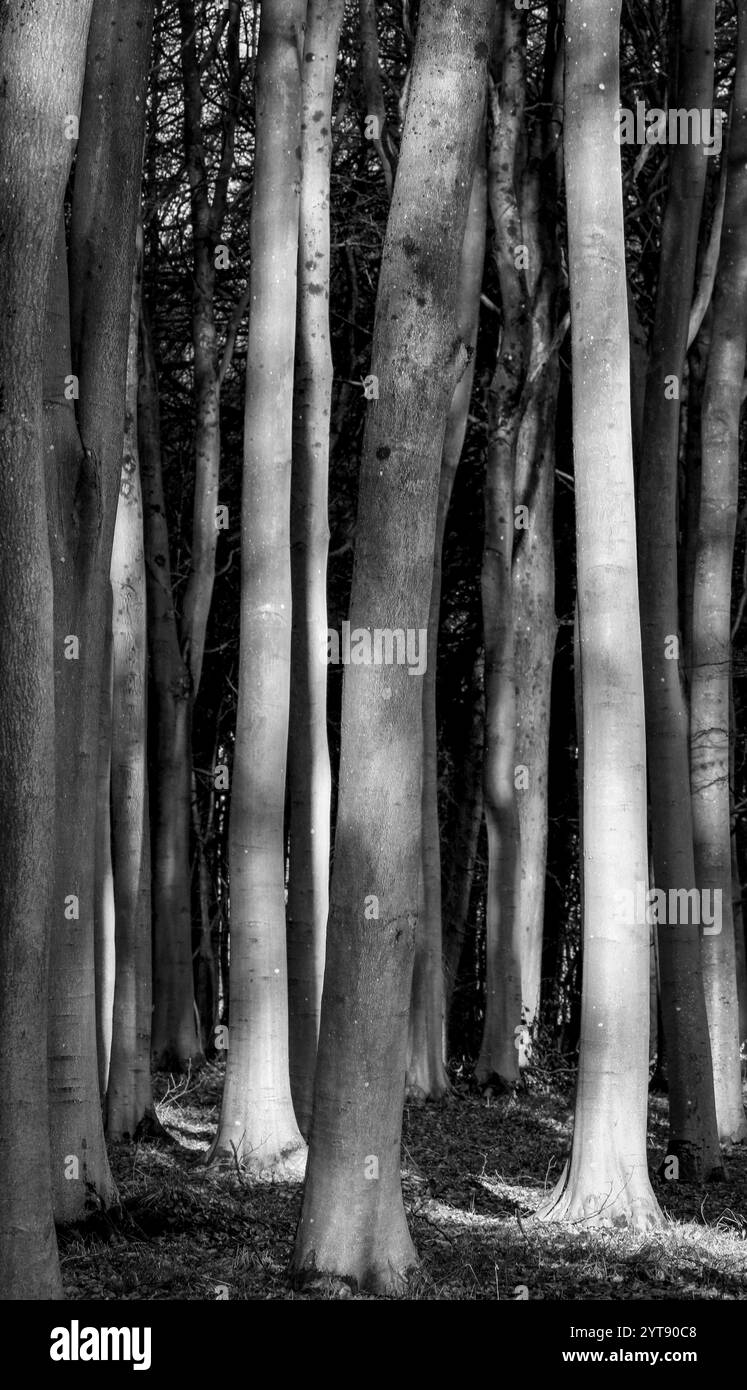 Sunlit tree in wood Black and White Stock Photos & Images - Alamy