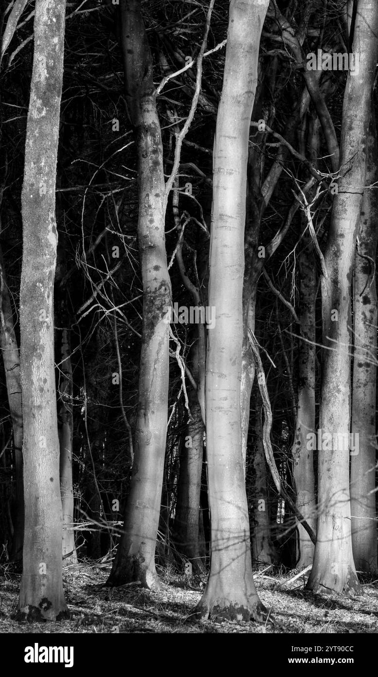 Sunlit tree in wood Black and White Stock Photos & Images - Alamy