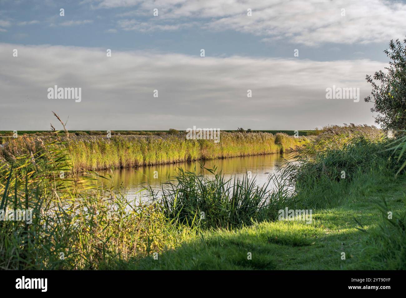 Reedbed zone in the wetland Stock Photo