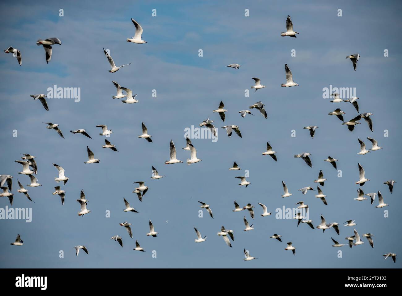 Flock of kittiwakes in flight Stock Photo - Alamy