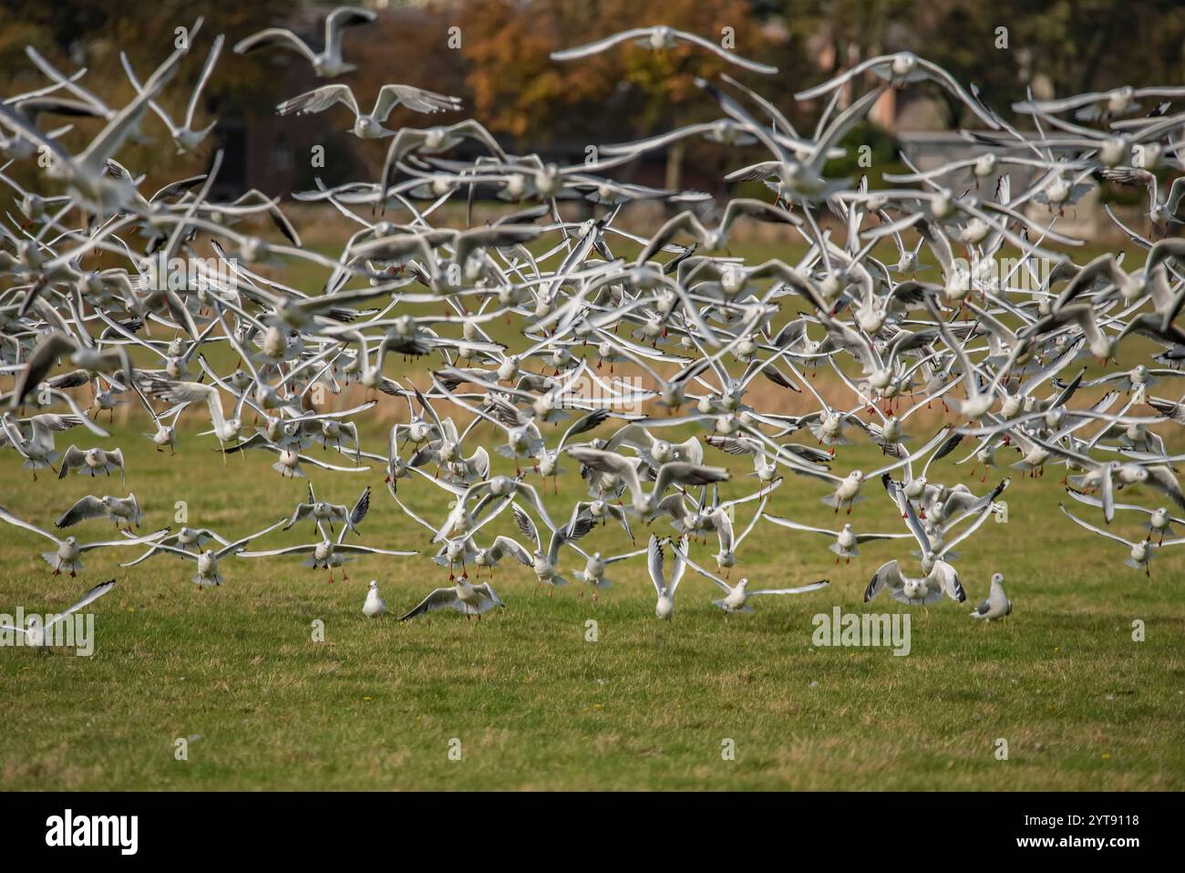 Flock seagulls chroicocephalus ridibundus hi res stock photography and